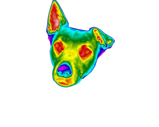 cachorro termica infraveremlho POLISCAN THERMOCRACY